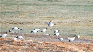 黑颈鹤|74只“黑精灵”即将告别