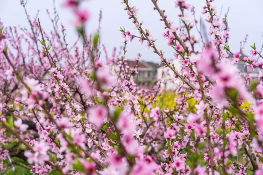 去处 奉贤黄桃3月日进入花期 这些赏花好去处你知道吗 腾讯新闻