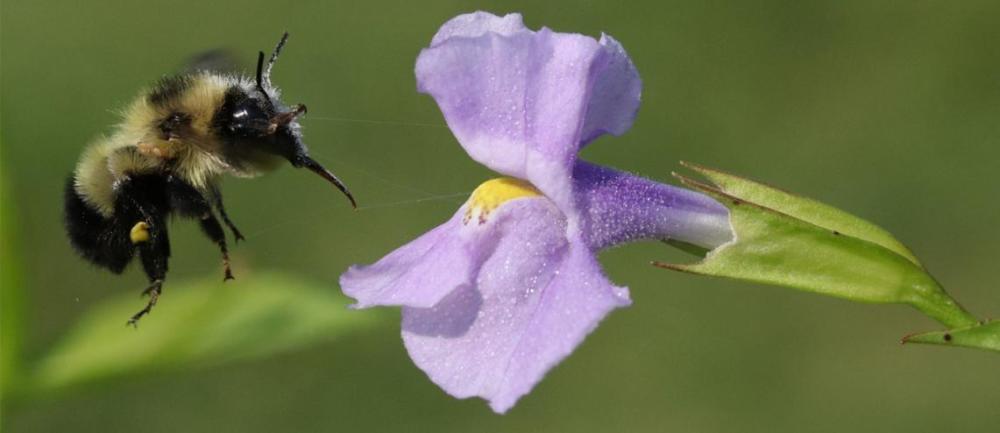 花蜜|有颜色、有花香甚至还有花蜜！为什么不是花？