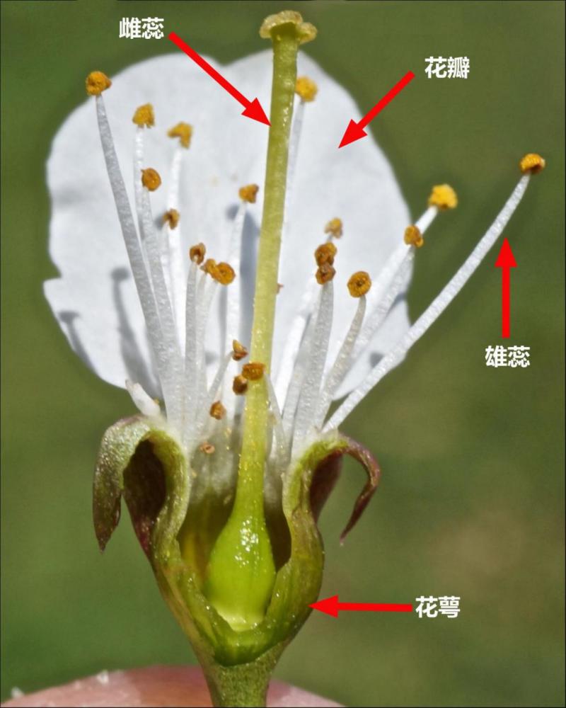 花蜜|有颜色、有花香甚至还有花蜜！为什么不是花？