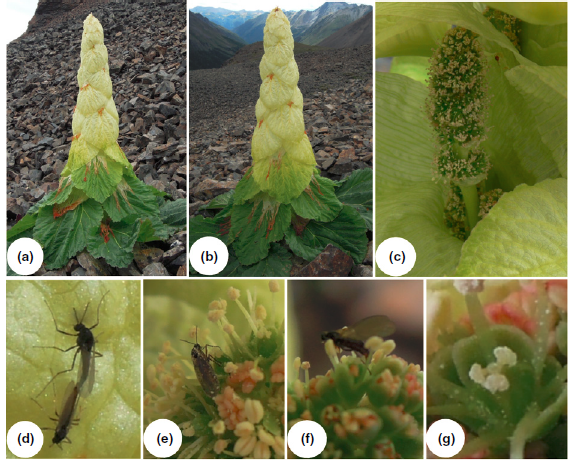 花蜜|有颜色、有花香甚至还有花蜜！为什么不是花？