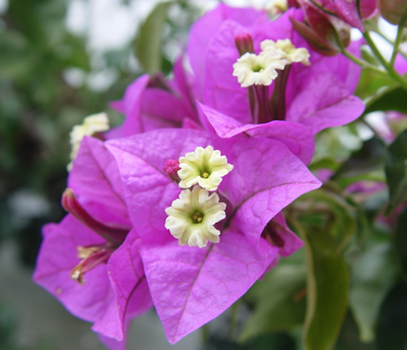 花蜜|有颜色、有花香甚至还有花蜜！为什么不是花？