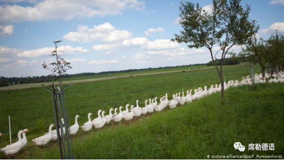 鹅脚 就是鹅的脚吗 德语中与动物有关的词汇 腾讯新闻