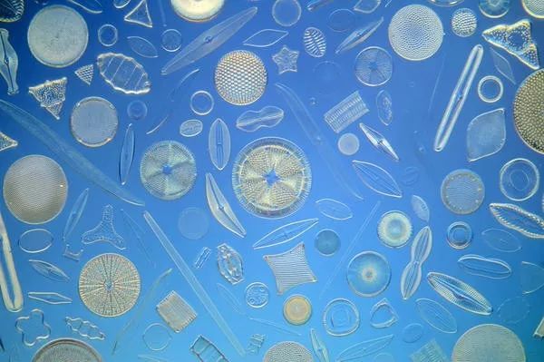 显微镜下,这种单细胞藻类堪称最美的艺术品