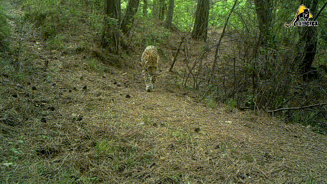 金钱豹|杭州|豹子|豹猫|南京