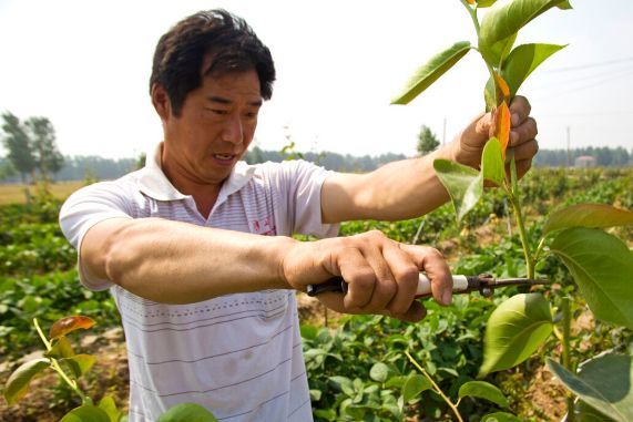 果树|如何矮化果树，这2种简单的方法，就可以做到