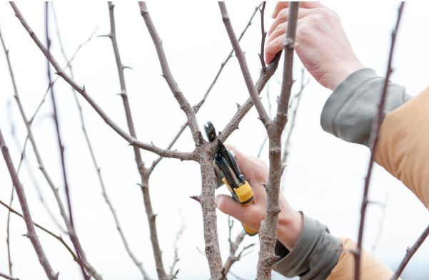 果树|如何矮化果树，这2种简单的方法，就可以做到