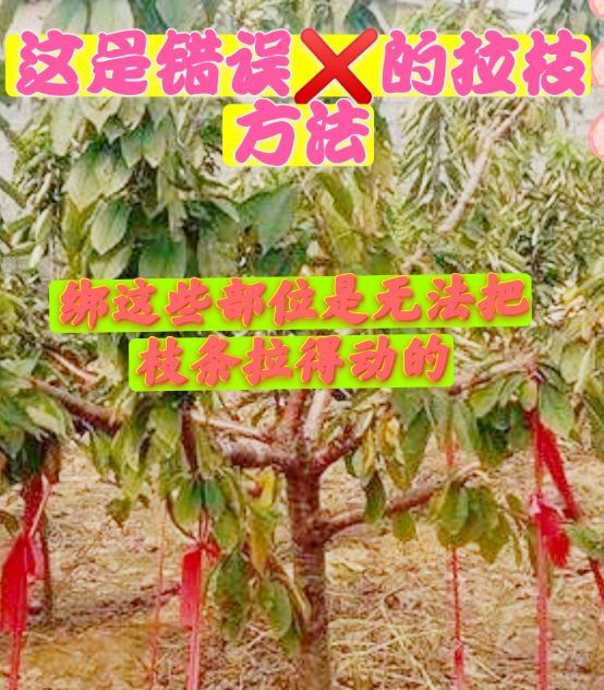 果树|如何矮化果树，这2种简单的方法，就可以做到