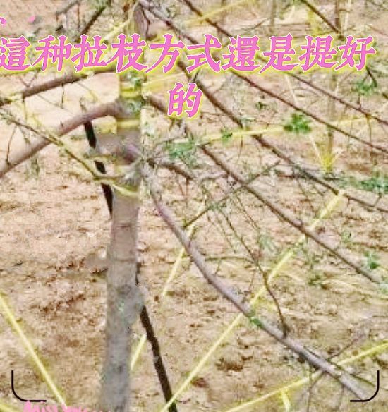 果树|如何矮化果树，这2种简单的方法，就可以做到