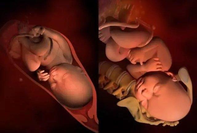 胎儿形成全过程10张高清图片带你了解感受生命的神奇