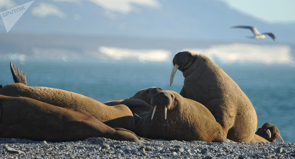 希尔绍夫海洋研究所|中俄科学家正在探讨组织一次北极联合科考的可能性