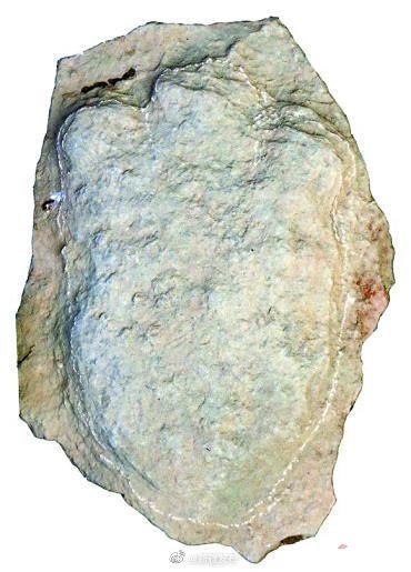 剑龙类|这种恐龙你没见过！新疆发现迄今最小剑龙类恐龙足迹化石