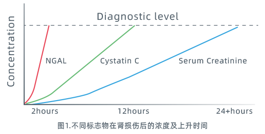 急性肾损伤|急性肾损伤？这个检验指标比肌酐、胱抑素C更重要！