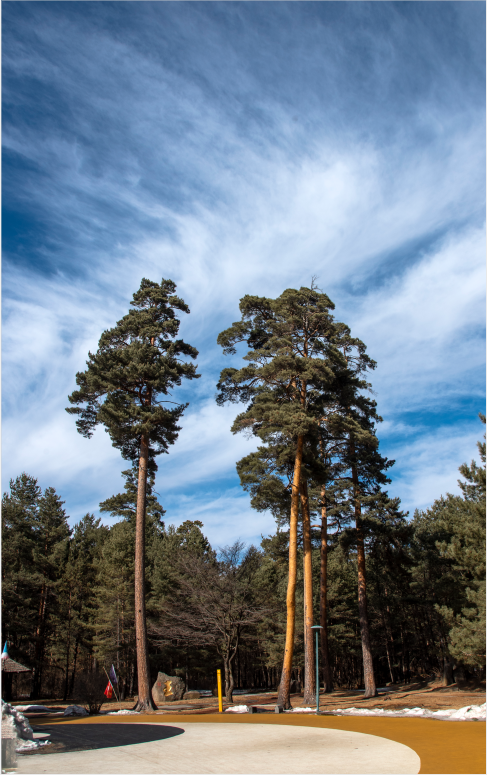植树节温馨故事长白山松涛阵阵里的美味奇缘