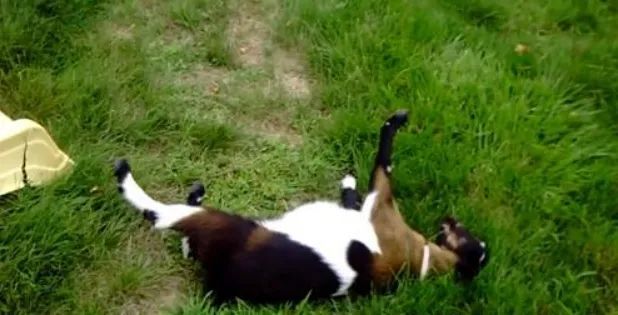 晕倒羊|世界上最胆小的动物“晕倒羊”，每周要晕倒20多次，售价超级昂贵