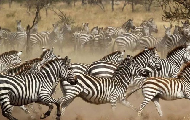 斑马是群居动物,一大群黑白相间的斑马奔跑的时候,可以让捕食者眼花