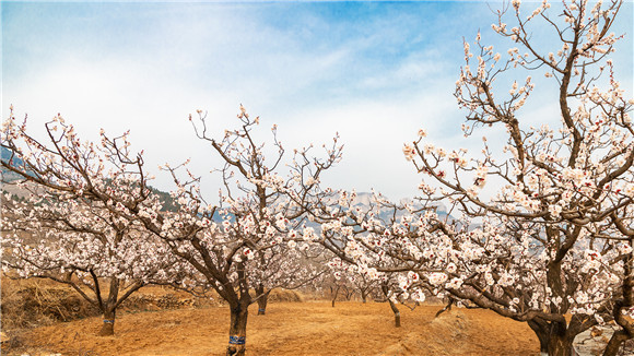 济南张夏万亩杏花绽放 漫山花朵如云似海|村庄|杏园|济南|长清