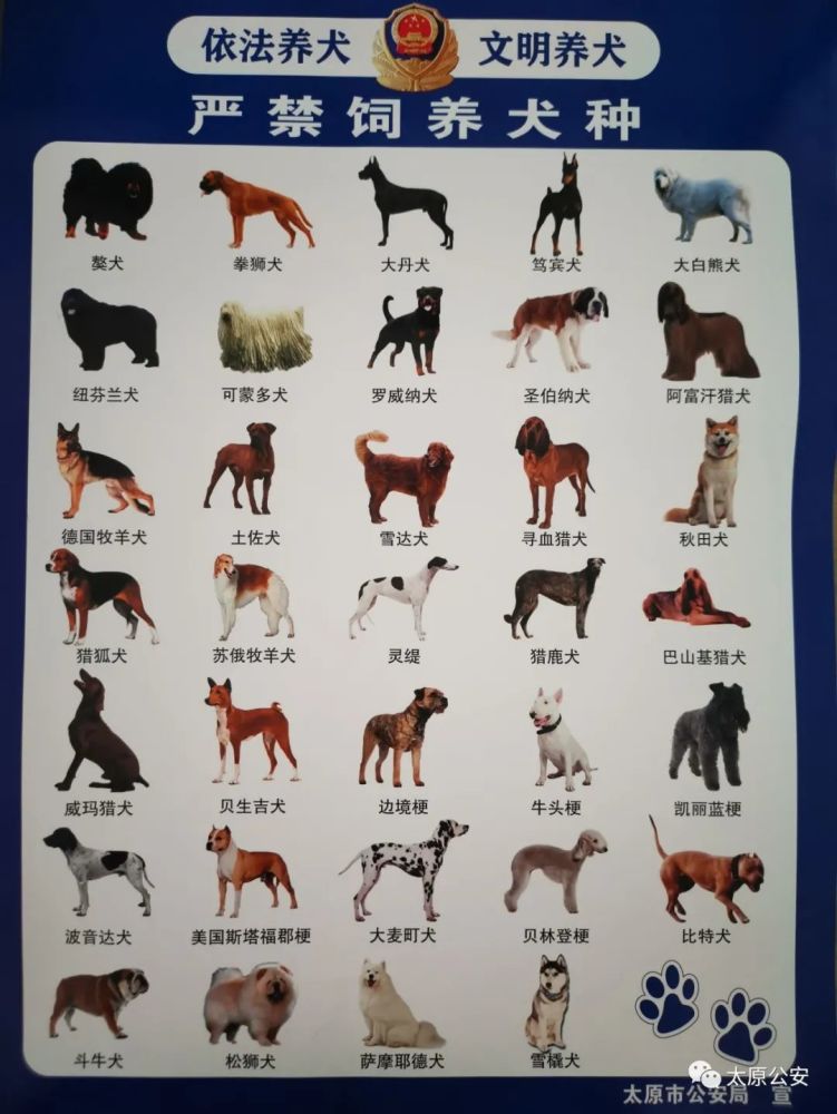烈性犬禁养名单图片图片