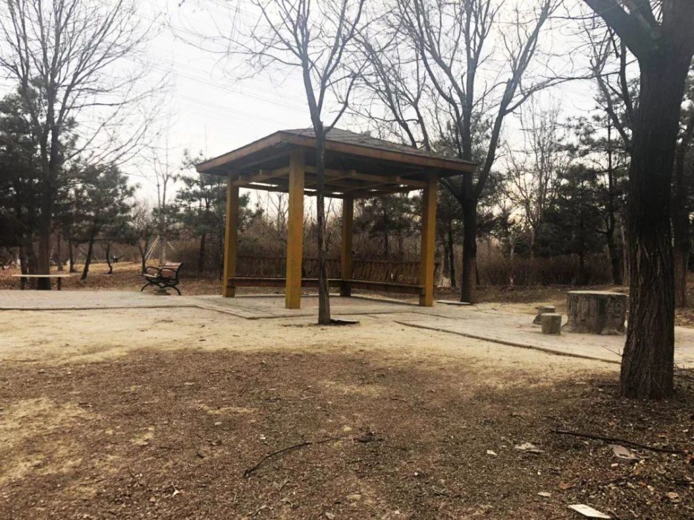 公園現狀 常營公園樹種單一,公園及半馬跑道兩側鋪裝場地破損較多