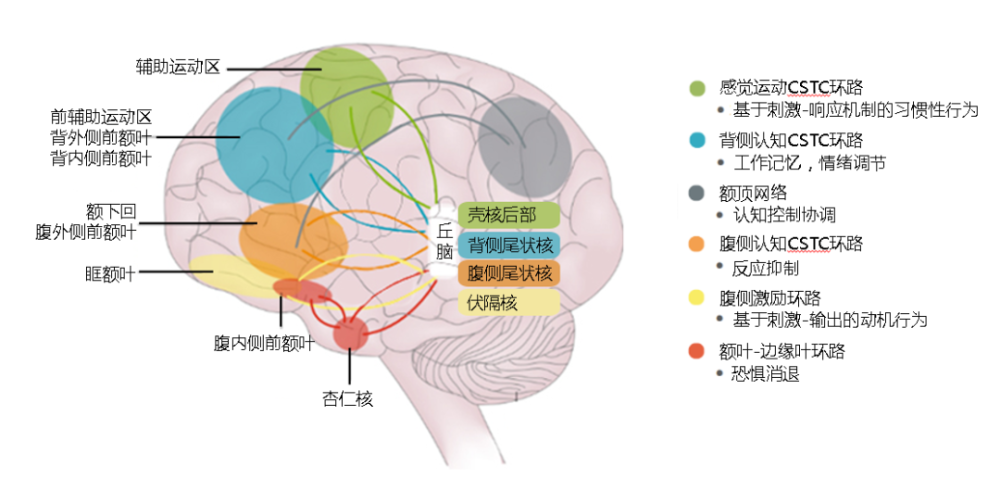 在强迫症患者中,抑制阈值降低后造成直接通路激活,从而导致眶额皮层