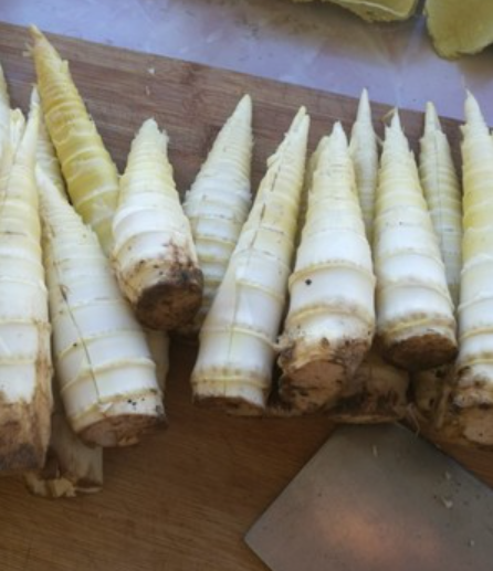 近日回了趟农村老家,天气很不错,外婆准备带着我去后山挖一些新鲜竹笋