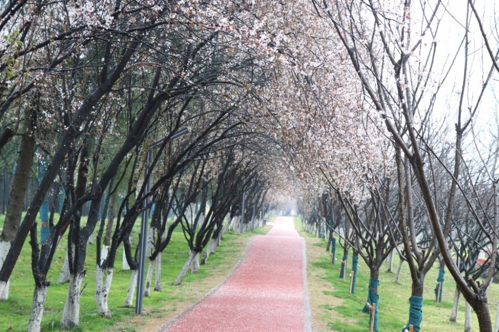 专家介绍,紫叶李作为城市景观树种引入已经