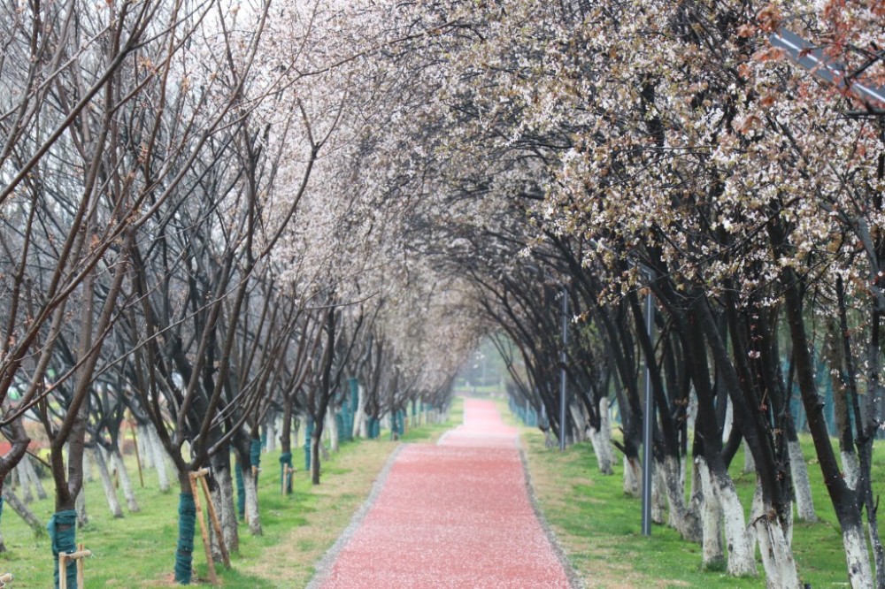 专家介绍,紫叶李作为城市景观树种引入已经