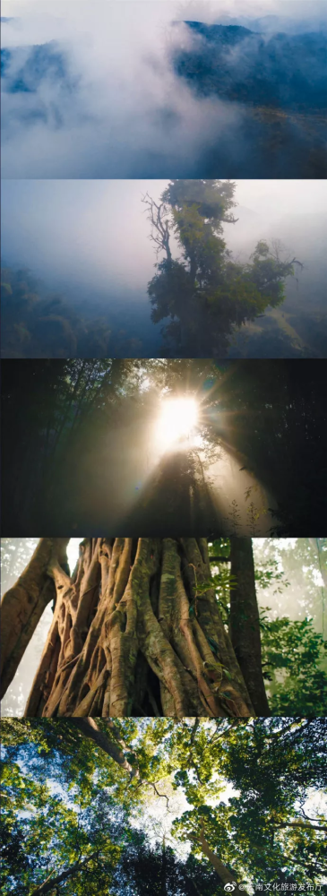 云南旅游宣传片《司藤》你看了吗?_腾讯新闻