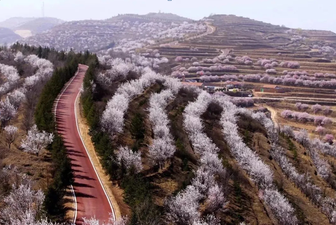 杏好有你印象彭阳