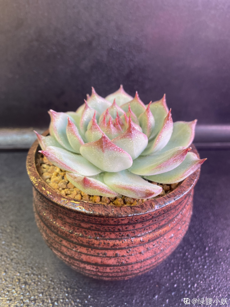 室内养多肉,也能养出水晶果冻色,任谁看到都说好_腾讯新闻