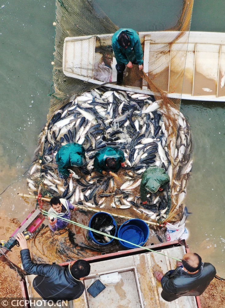 人勤春来早渔业劳作忙