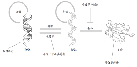 在生物體內,遺傳信息沿著dna-rna-蛋白質的方向逐級傳遞(中心法則)