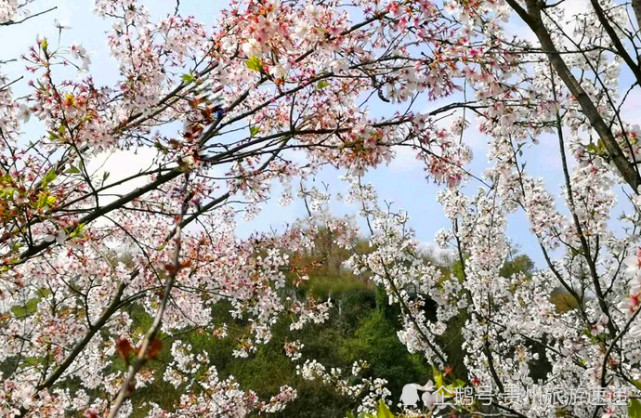 春暖花開的季節來貴州名城遵義賞櫻花