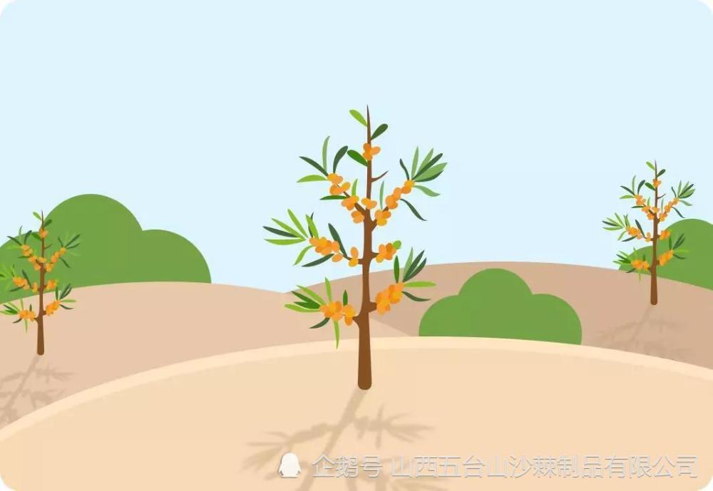 植树节丨种下一棵沙棘树修得一颗菩提心