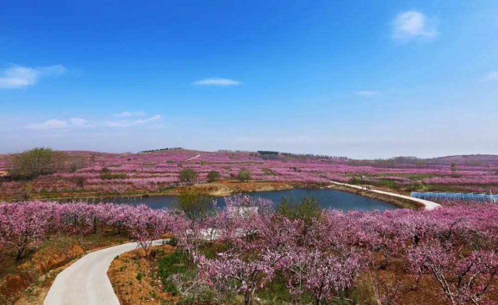 感受春日"桃花源"桃花推荐地点:安丘市青云大街,青云山景区赏 花 期:3