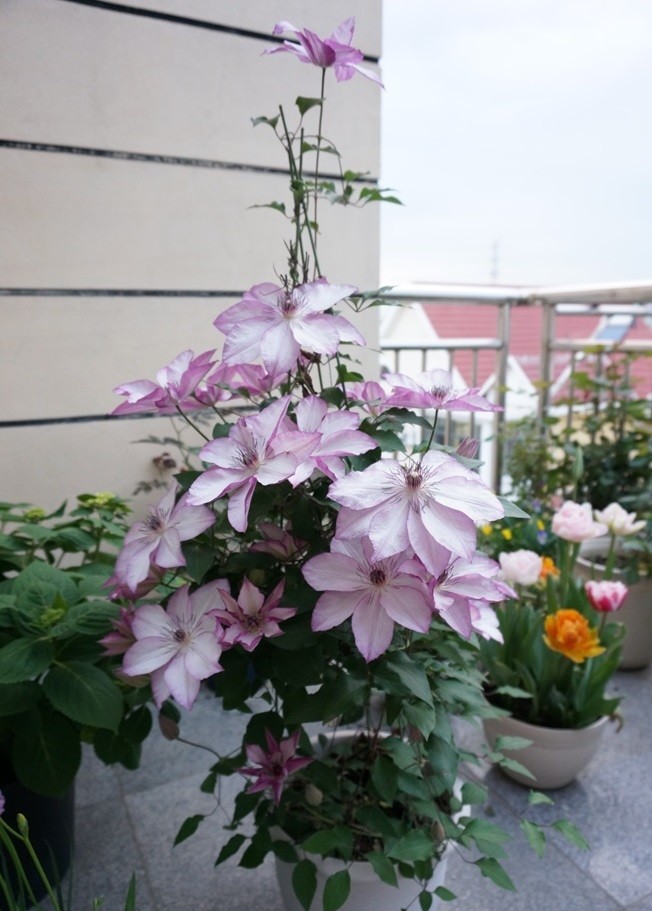 铁线莲"面白"—优秀的盆栽观花植物,阳台种植也能开成花瀑布!