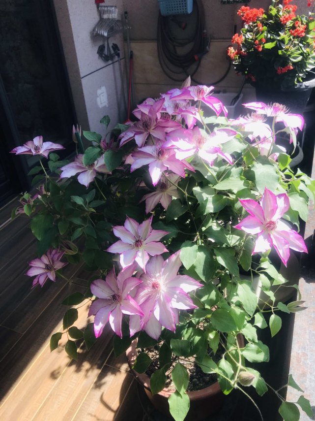 铁线莲面白优秀的盆栽观花植物阳台种植也能开成花瀑布