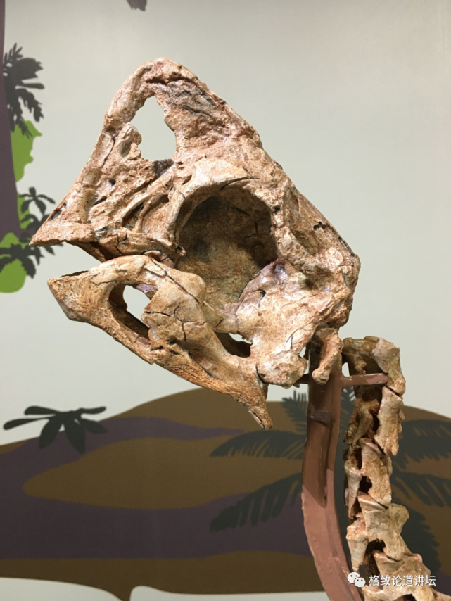 "偷恐龙蛋"的窃蛋龙,其实被我们误会了