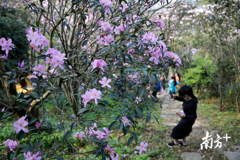 梧桐山毛棉杜鹃来了!趁着盛花期去观赏吧