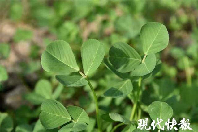 金花菜|淮扬金花菜为什么好吃？扬州大学破解36087个基因“密码”找到答案