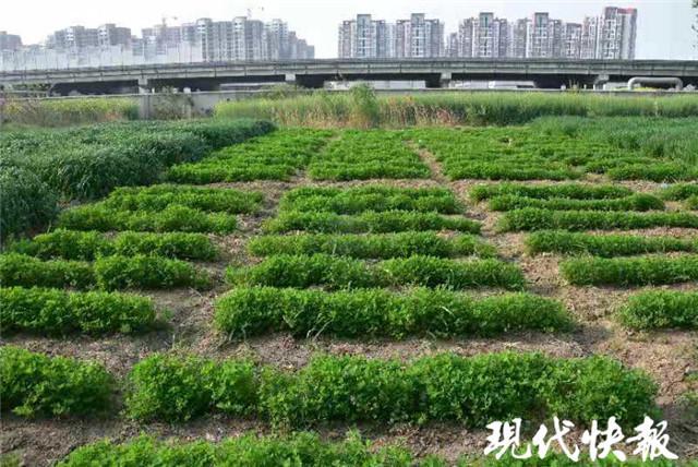 金花菜|淮扬金花菜为什么好吃？扬州大学破解36087个基因“密码”找到答案