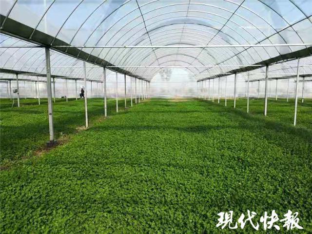 金花菜|淮扬金花菜为什么好吃？扬州大学破解36087个基因“密码”找到答案