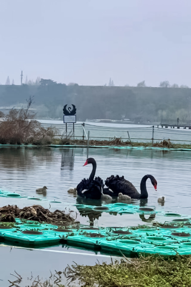 这个春天,玄武湖公园迎来五只天鹅宝宝|黑天鹅|天鹅岛|浮岛|玄武湖