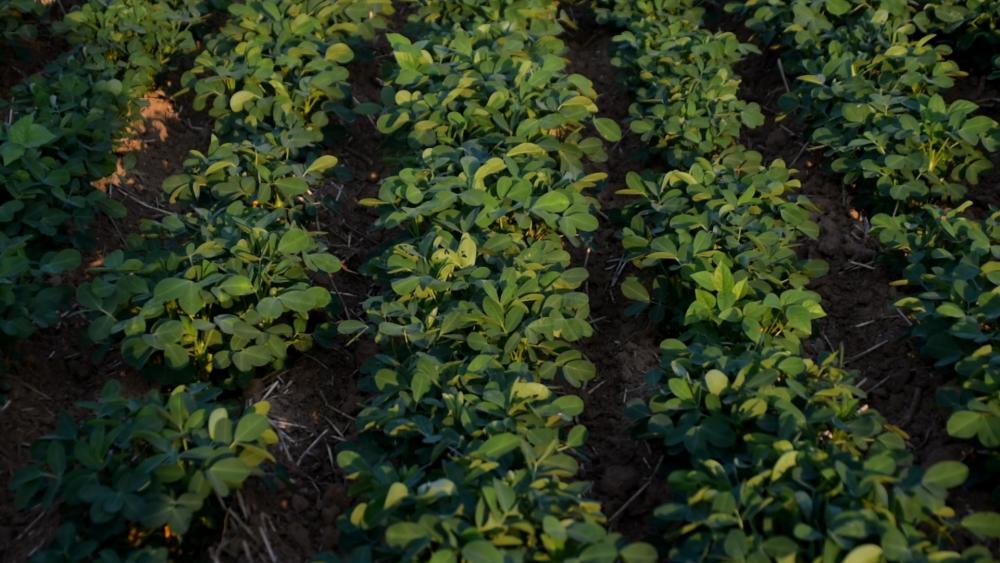花生|种植花生，农户要做好两方面，花生病虫少，产量高