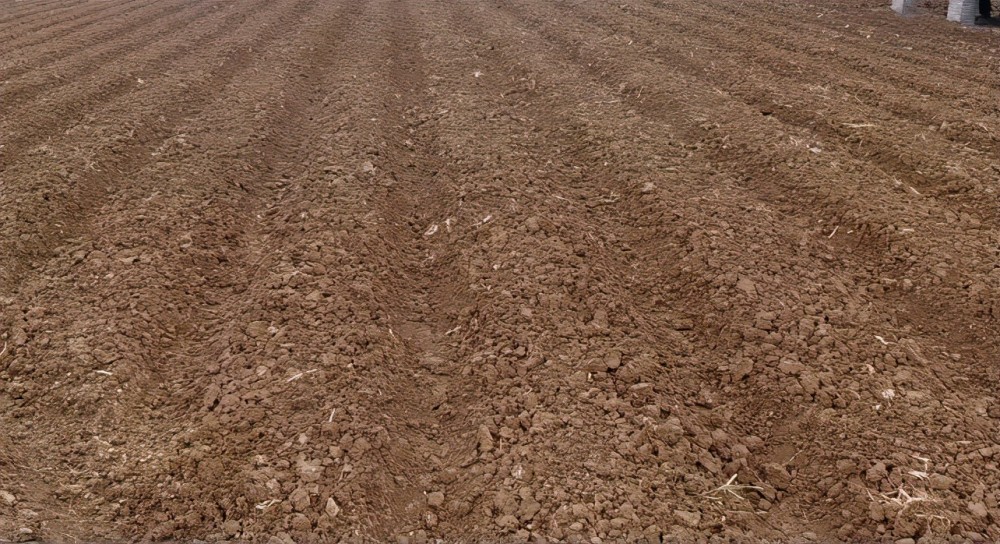 花生|种植花生，农户要做好两方面，花生病虫少，产量高