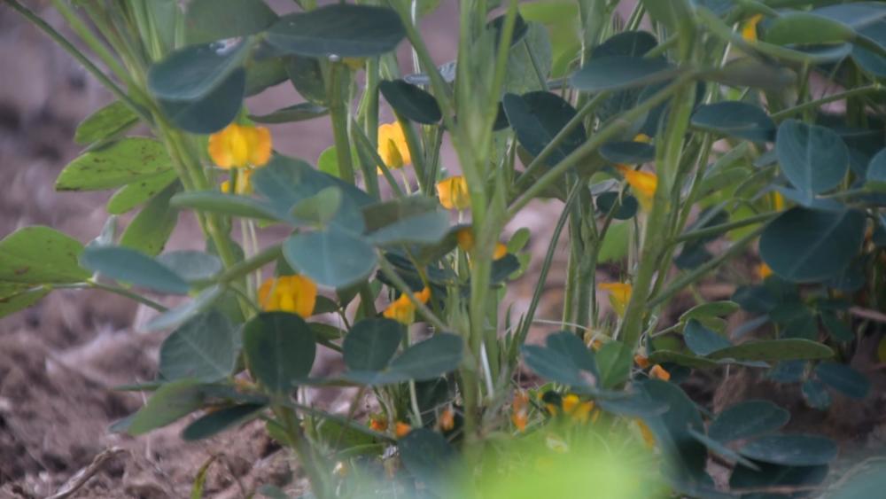 花生|种植花生，农户要做好两方面，花生病虫少，产量高
