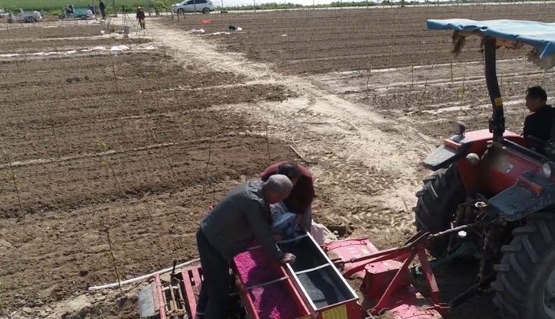 花生|种植花生，农户要做好两方面，花生病虫少，产量高