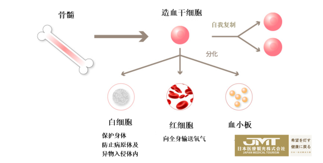 采集干细胞【造血干细胞移植】