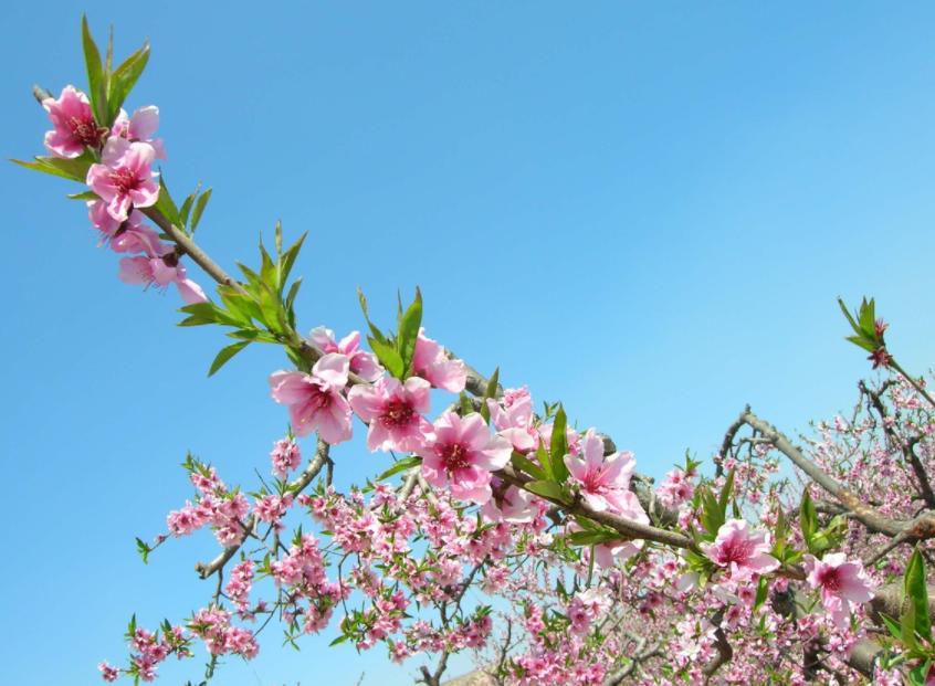 中国5大赏桃花胜地,如今正值最佳观赏期,外出踏青再适合不过