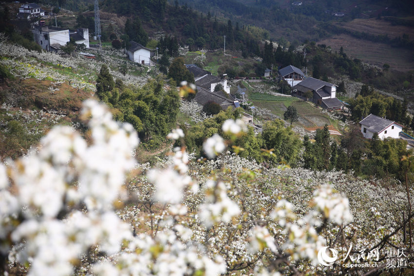 以"春润放牛坪·梨花醉游人"为主题的渝北放牛坪第十一届梨花节将在